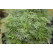 Artemisia abrotanum var. Maritima / Cola bylinka, K9