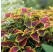 Coleus Copinto® ´Daiquiri´ / Koleus / Okrasná žihľava, K7