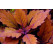 Coleus Spitfire / Koleus / Okrasná žihľava, K7