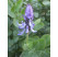 Coleus canina hybr. ´Verpiss Dich Grun´ / Koleus ´Mačka preč´, K7