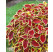Coleus ´Wizard Scarlet´ / Koleus / Okrasná žihľava, bal. 6 ks, 6xK7