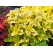 Coleus Nevada / Koleus / Okrasná žihľava, K7