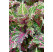 Coleus x blumei CockTail ´Peter ´s Wonder´ / Koleus / Okrasná žihľava, bal. 3 ks, 3x K7