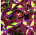 Coleus ´Copa Saturan´ / Koleus / Okrasná žihľava, bal. 3 ks, 3x K7