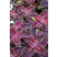 Coleus ´Copa Saturan´ / Koleus / Okrasná žihľava, bal. 6 ks, 6x K7