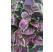 Coleus ´Solento Mint´ / Koleus / Okrasná žihľava, bal. 3 ks, 3x K7