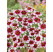 Coreopsis verticillata´Sunstar Rose / Kráska , K9