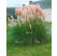 Cortaderia sell. 'Pink Feather' / Kortadéria pampová ružová, K11
