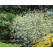 Crambe cordifolia / Katrán srdčitolistý, C1