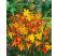 Crocosmia small-fl. Mix / Montbrécia drobnokvetá, bal. 20 ks, 6/+