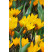Crocus ´Golden Yellow´ / Veľkokvetý šafran, bal. 10 ks, 8/9