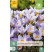 Crocus ´Rosalind´ / Botanický šafran, bal. 15 ks, 5/+