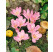 Crocus speciosus / Šafran jesenný, bal. 10 ks, 5/+