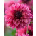 Dahlia ´Bacardi´ / Georgína, I.