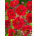 Dahlia collar ´Bishop of Llandaff´ / Georgína, I.
