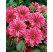 Dahlia ´Fascination´ / Georgína, I.