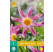 Dahlia ´Honka Roze/ Pink´/ Georgína, I.