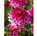 Dahlia ´Maldini´ / Georgína, I.