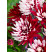 Dahlia ´Rebecca´s World´ / Georgína, I.