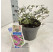 Buddleia davidii ´Free Petite Dark Pink´ / Budleja ružovo-fialová, 25-30 cm, C3