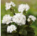 Pelargonium zonale Grandeur ®´Dark White´ / Muškát, K7