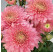 Dendranthema x indicum / Chrysanthemum ´Gompie Purple´/ Chryzantéma, K9