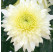 Dendranthema x indicum / Chrysanthemum ´Gompie White´/ Chryzantéma, K9