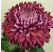 Dendranthema x indicum / Chrysanthemum ´Regal Mist Purple´/ Chryzantéma, K9