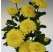 Dendranthema x indicum / Chrysanthemum ´Wendy Yellow´/ Chryzantéma, K9