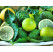 Citrus hystrix BIO / Thajská limetka, 20 cm, K12