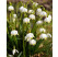 Leucojum vernum / Bleduľa jarná, bal. 3 ks, I.