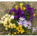 Crocus botanicus mix / Zmes botan. šafranov (krokusov), bal. 30 ks, 5/7