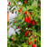 Lycium chinense  ´SWEET SUCCESS´  / Kustovnica čínska / Goji, 20-30 cm, C1,5