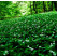 Allium ursinum / Cesnak medvedí, K9