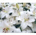 Lilium ´Asiatic White´ / Ľalia ázijská biela, bal. 1 ks, 12/14, SUPERCENA