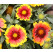 Gaillardia aristata ´Kobold´ / Kokarda osinatá, K9