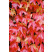Parthenocissus tricuspidata ´Veitchii´ / Pavinič trojlaločný, K9
