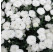 Dianthus Dinamic® White / Voňavý klinček, bal. 6 ks, 6x K7