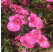 Diascia ´Elfjes® Pink´ / Diascia, bal. 3 ks, 3x K7