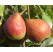 Pyrus communis ´Dicolor´ / Hruška zimná, hr.planá