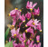 Dodecatheon meadia / Boží kvet, K9