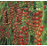 Rajčiny cherry Dolce Vita F1, prirodzene rezistentné, štepená rastlina, K12