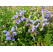 Dracocephalum argunense 'Fuji Blue' / Včelník, K9