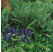 Dryopteris affinis ´Pinderi´ / Papraď hrdzavá, K9