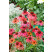 Echinacea purpurea ´Hot Summer´ - Echinacea purpurová, C2