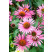 Echinacea purpurea ´Pica Bella´- Echinacea purpurová, K14