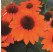 Echinacea ´Lakota Orange´ / Echinacea, C1