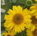 Echinacea ´Papallo Classic Deep Yellow´ / Echinacea, K9