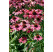 Echinacea 'Glowing Dream'  / Echinacea purpurová, K13