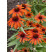 Echinacea purpurea ´Skipper Orange´ / Echinacea purpurová, C1